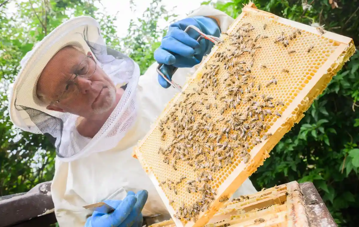 Пчеловоды в Нижней Саксонии