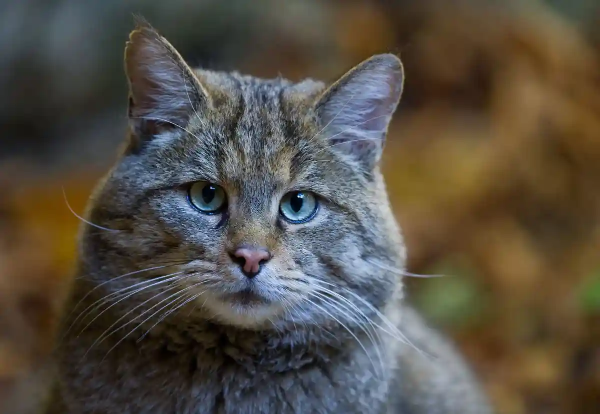 Европейская дикая кошка впервые обнаружена в Галле