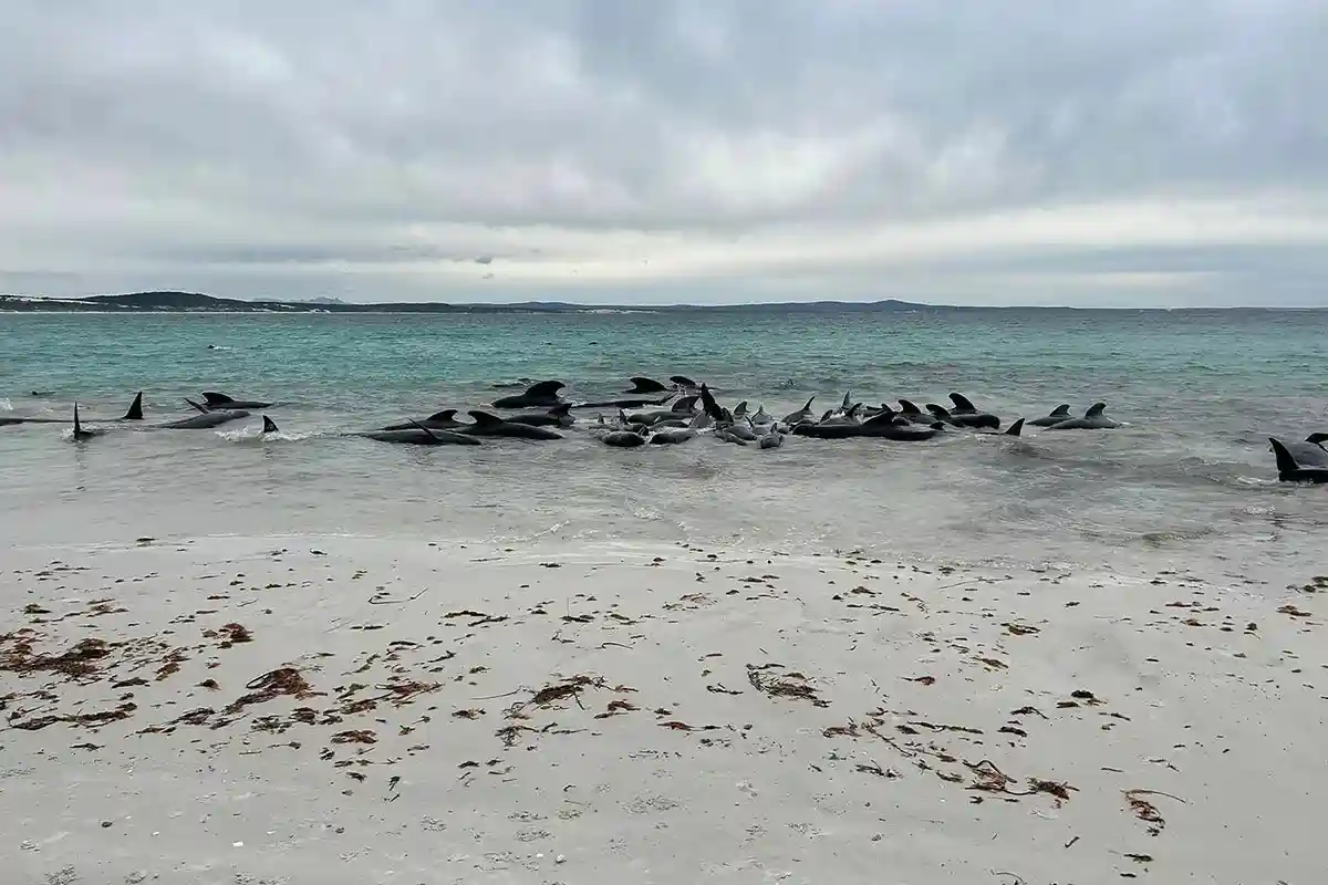 70 китов-лоцманов выбросились на берег в Западной Австралии