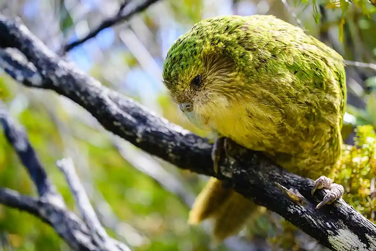 Новозеландские пухлые попугаи вернулись в регион Вайкато