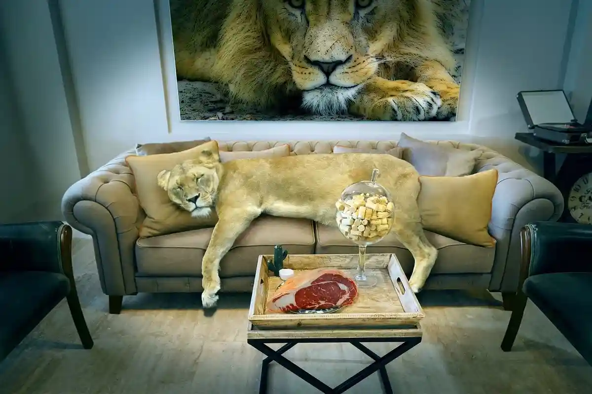 Львы в качестве домашних животных