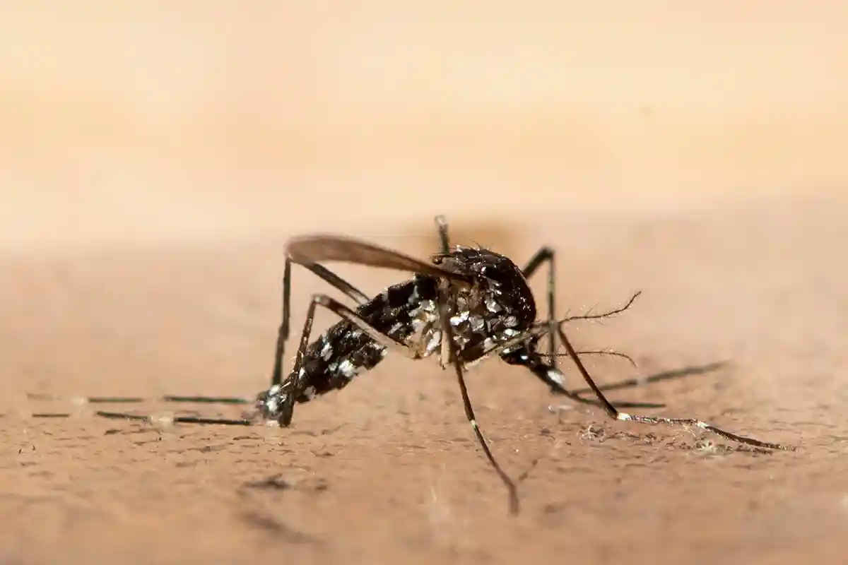 Тигровый комар: Бояться ли нам укусов в будущем?