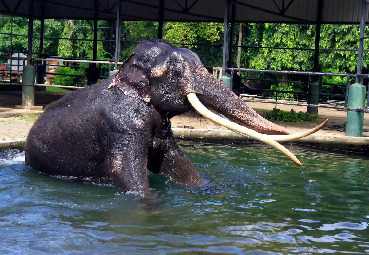 Жесткое обращение со слоном Сак Сурин в Шри-Ланке