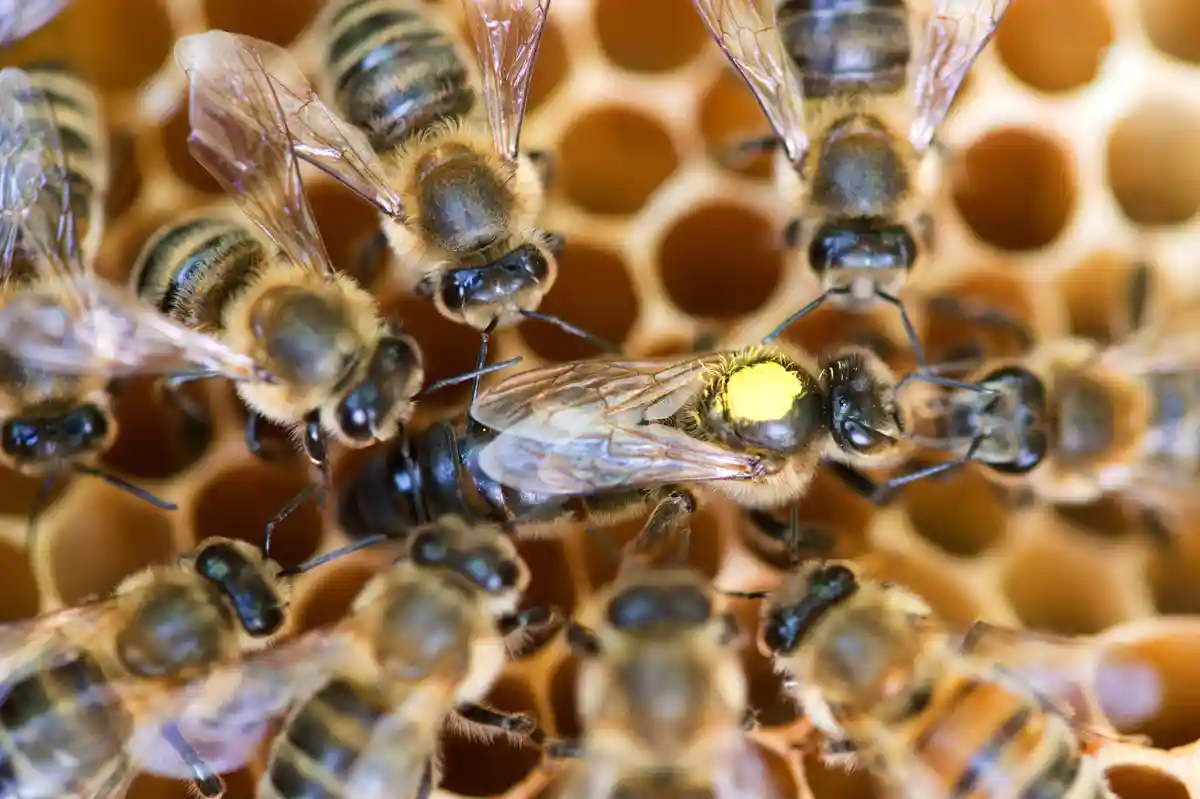 Пчеловоды довольны качеством меда