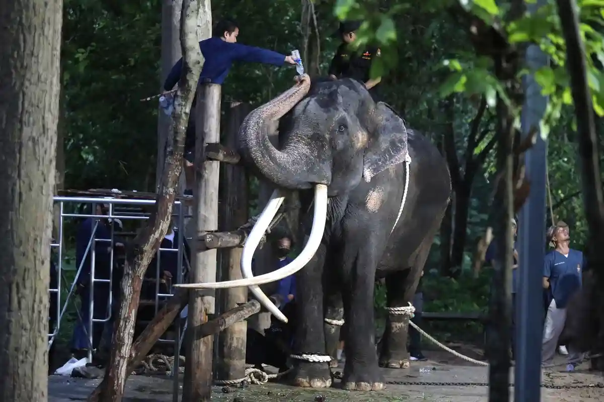 Таиландский слон вернулся домой из-за жестокости махаута