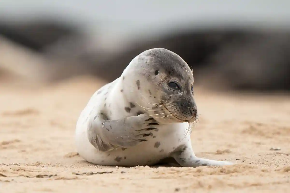 В полярном мире Хеллабрунна новорожденный тюлень
