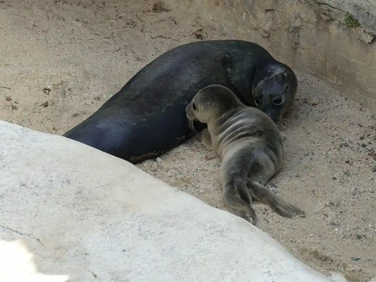 Во Франкфуртском зоопарке родился тюлененок