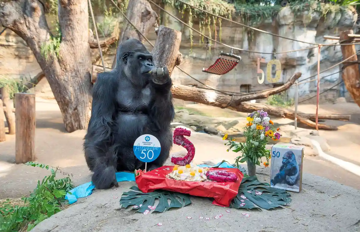 Ростокской горилле Ассумбо исполнилось 50 лет