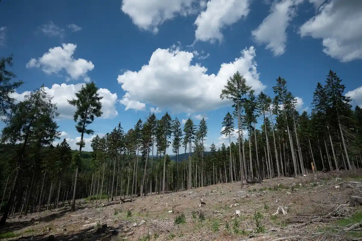 Засуха препятствует лесовосстановлению