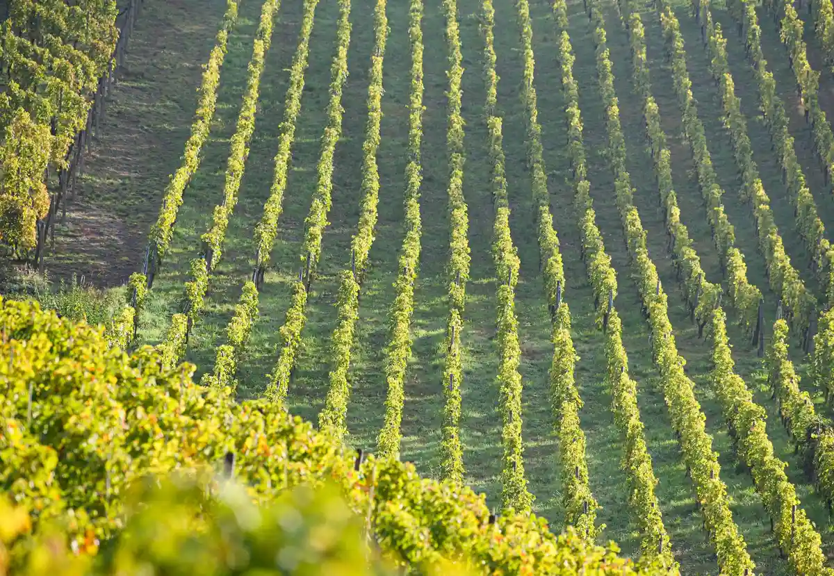 Виноградари Саксонии ожидают хороший урожайный год