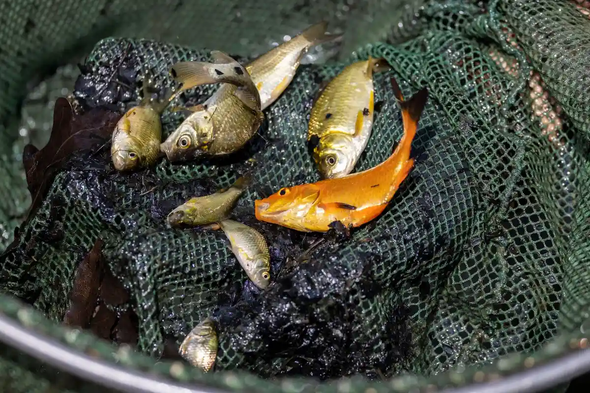 Гибель рыбы в реке Заале уже закончилась?