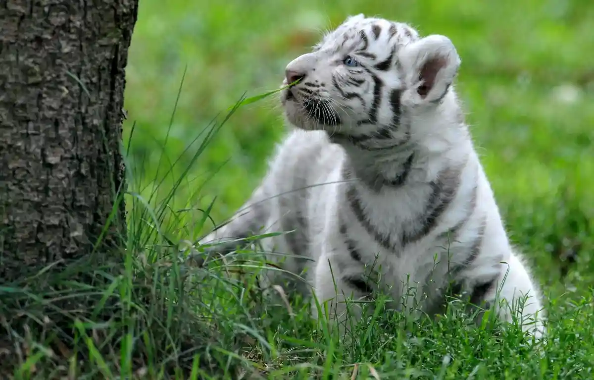 Бенгальская белая тигрица в Московском зоопарке