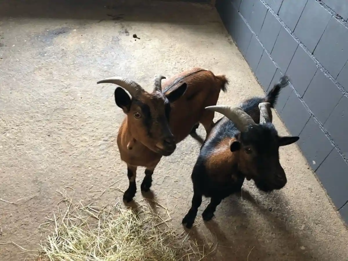 Житель обнаружил на участке двух коз