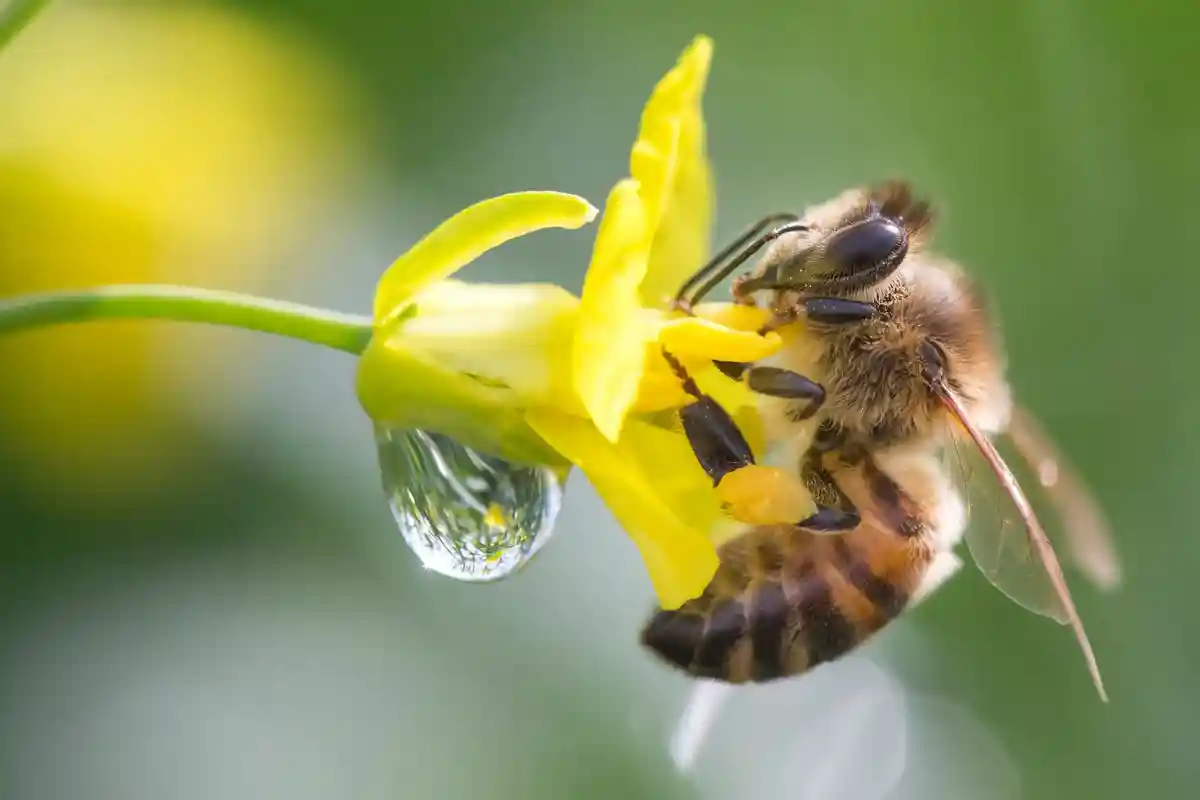 Баварские пчелиные колонии произвели меньше меда