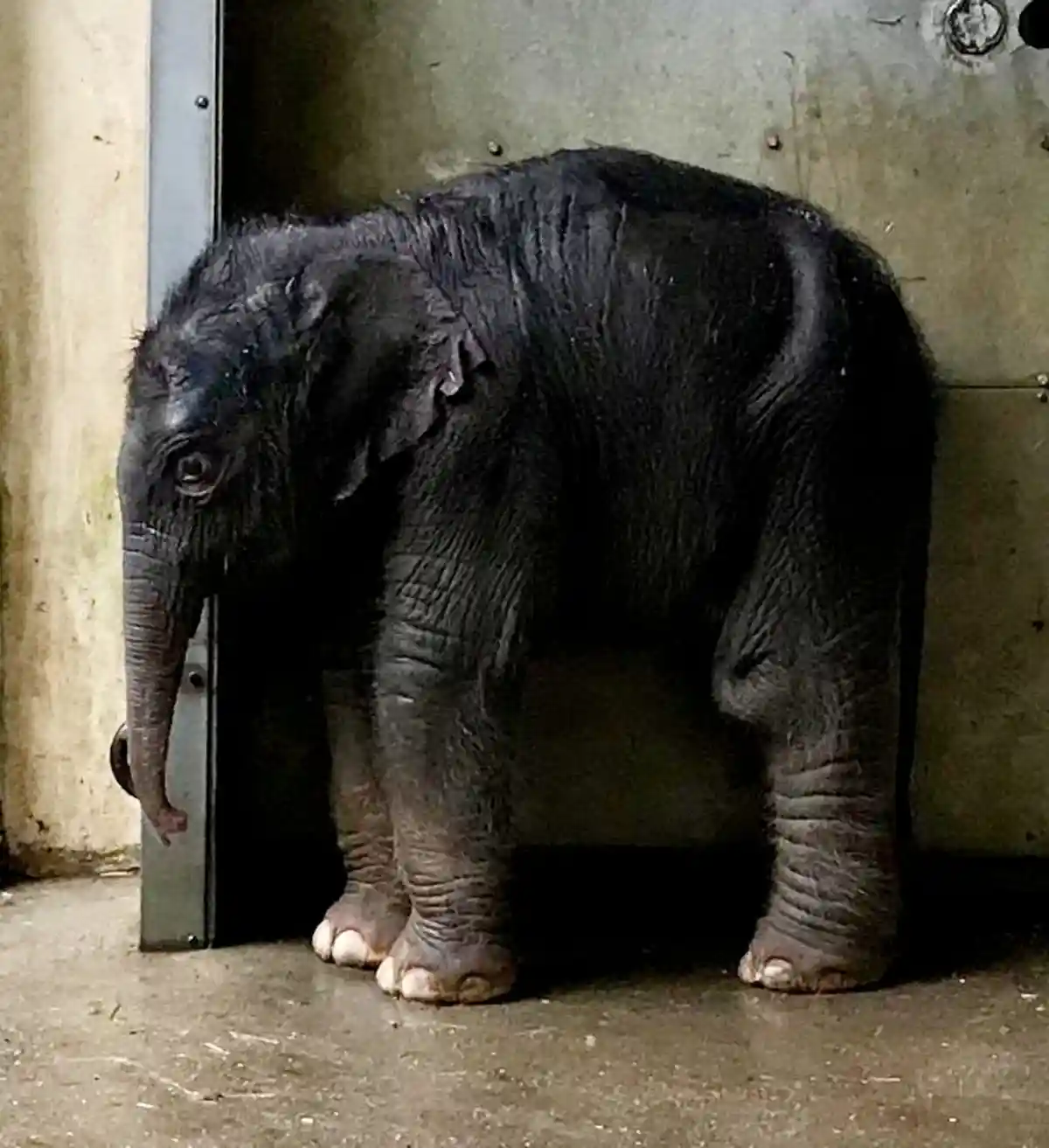 Детеныш слона в Лейпцигском зоопарке