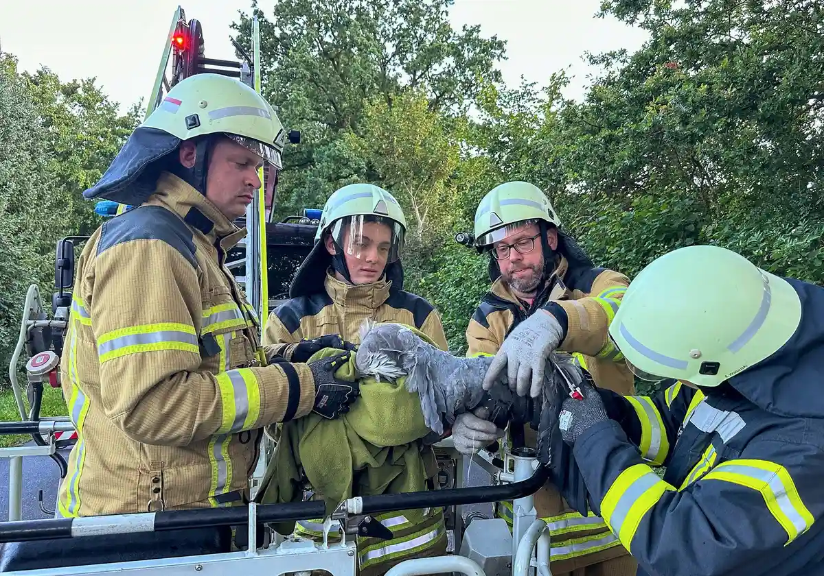 Пожарные спасли цаплю от воздушного змея