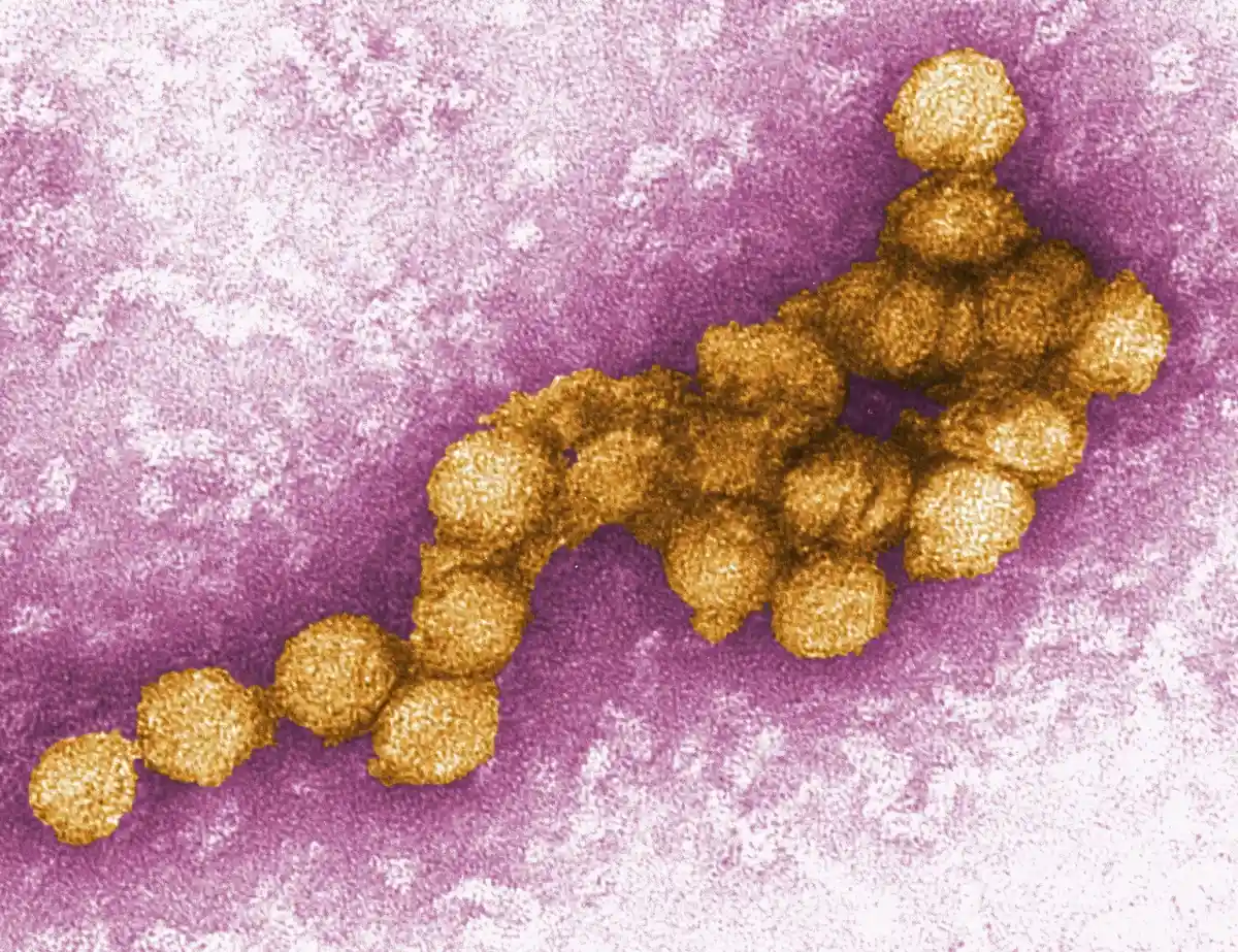 Вирус Западного Нила обнаружен в Берлине у ястребов