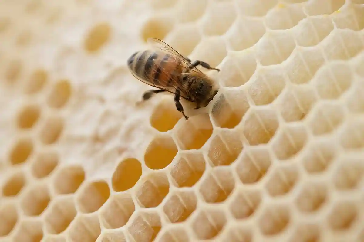 Пчеловоды Германии собрали хороший урожай меда