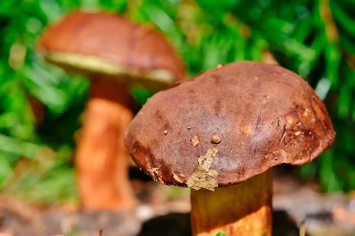 Многие лесные грибы по-прежнему загрязнены радиоактивными веществами. Фото: Pixabay.com.com