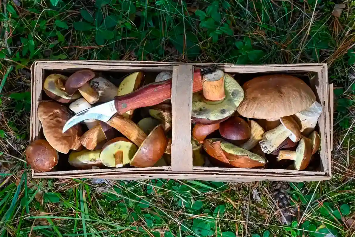 Многие лесные грибы по-прежнему загрязнены радиоактивными веществами