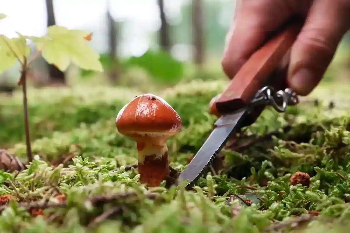 Сезон грибов может начаться гораздо раньше