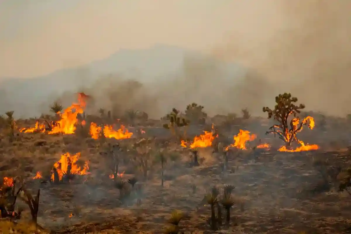 Пожар в калифорнийской пустыне Мохаве
