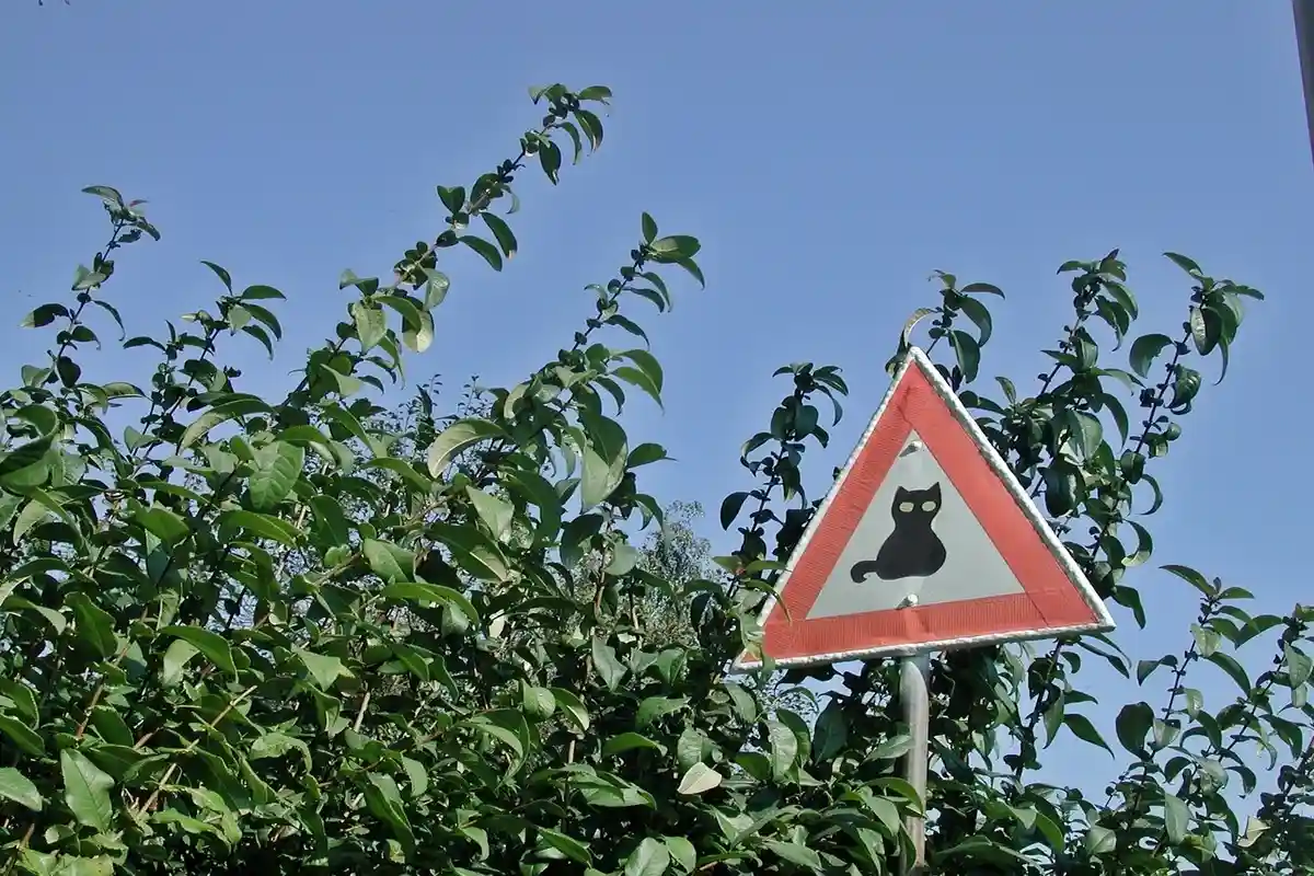 Расклейка фальшивых дорожных знаков может обернуться штрафом. Фото: Catkin / Pixabay