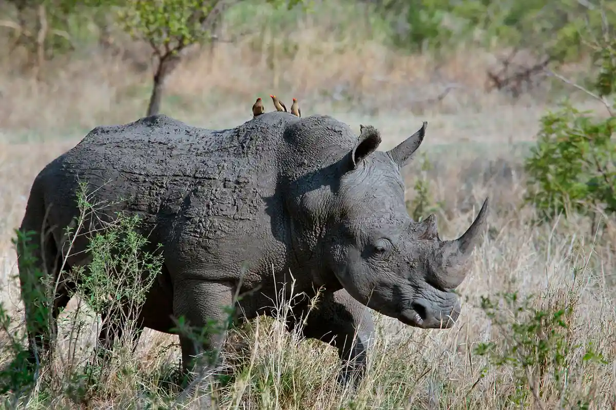 По данным Департамента по охране окружающей среды ЮАР, в прошлом году по всей стране было добыто 448 носорогов. Фото: Pixabay.com