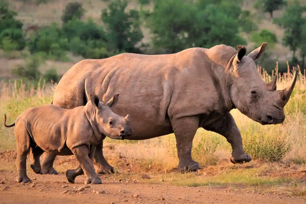  По данным WWF, только в Южной Африке за десять лет популяция носорогов сократилась не менее чем на 8000 особей. Фото: Pixabay.com