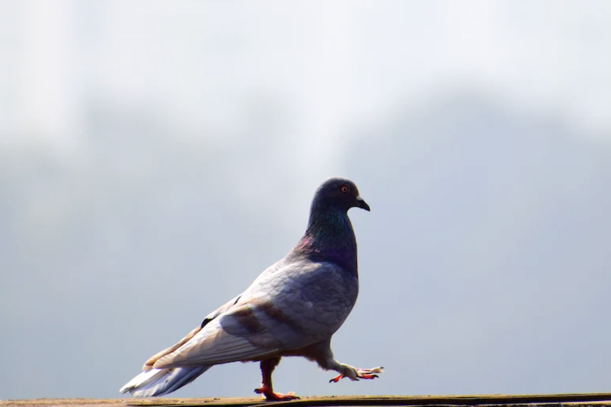 Саксония-Анхальт перестанет считать голубей вредителями
