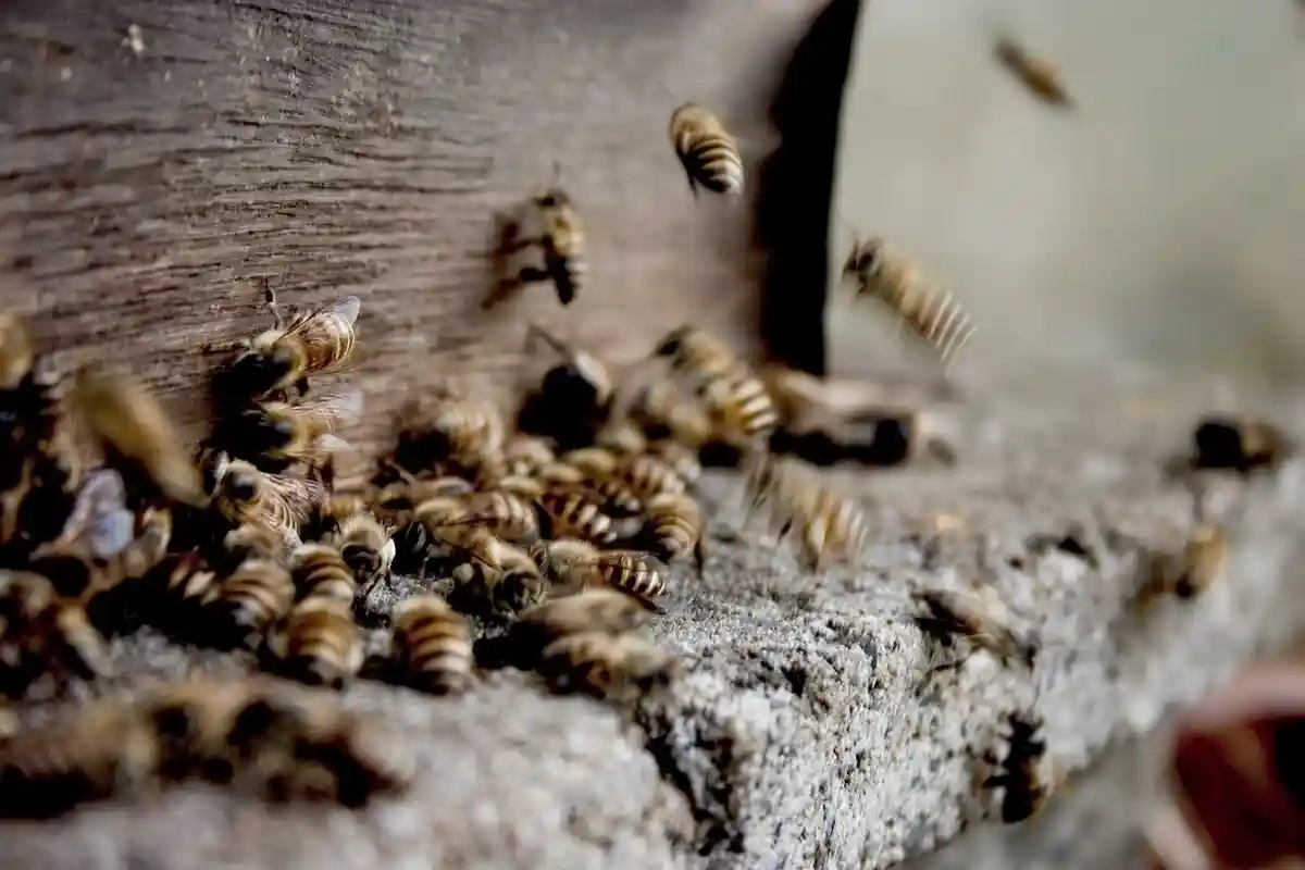 Пчелы и осы самые опасные животные в Германии. Фото: 현덕 김 / pexels.com