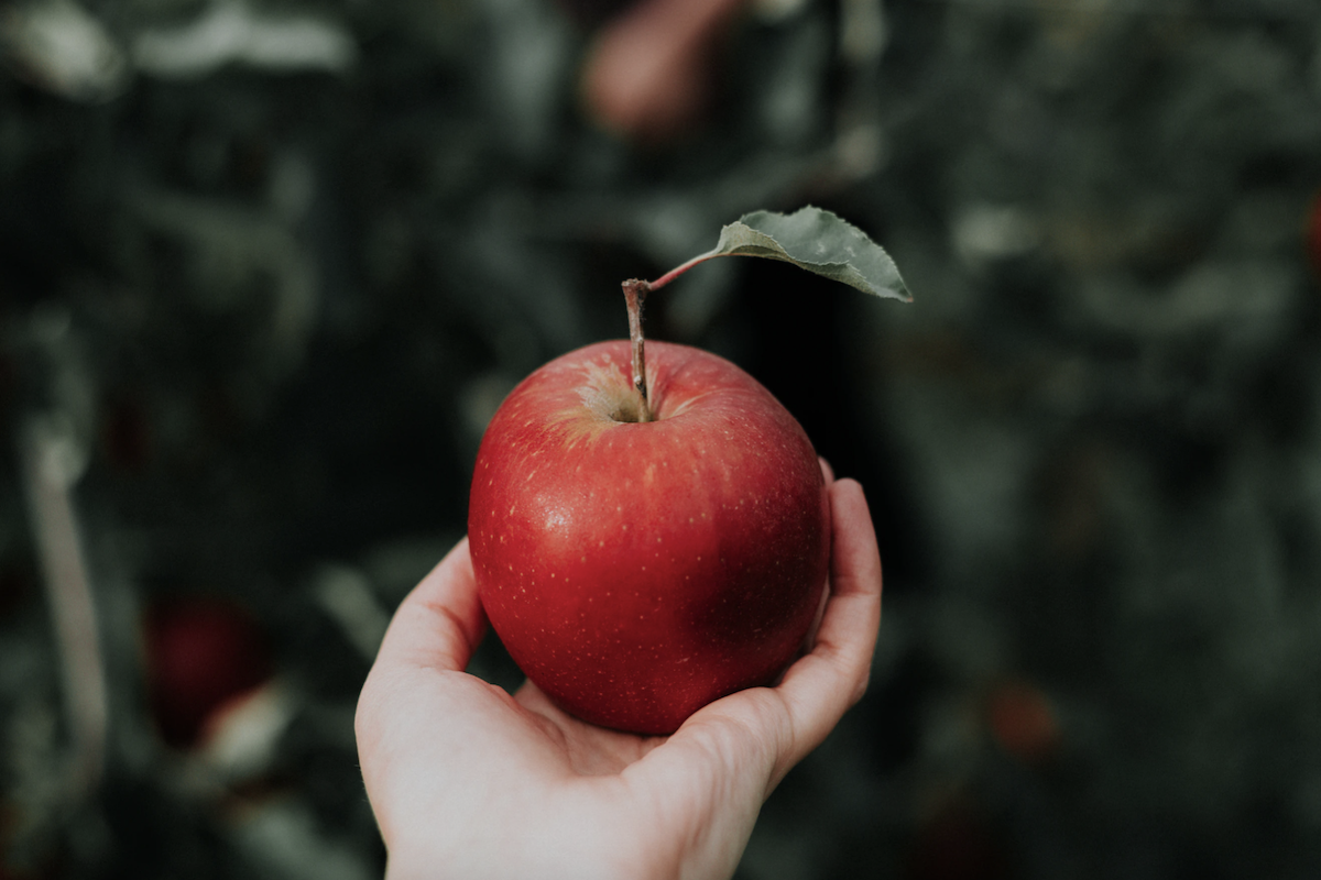 Ученые из Саксонии вывели новый сорт яблок 