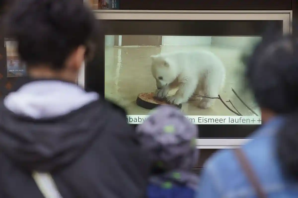 Потомство белых медведей в зоопарке Хагенбек