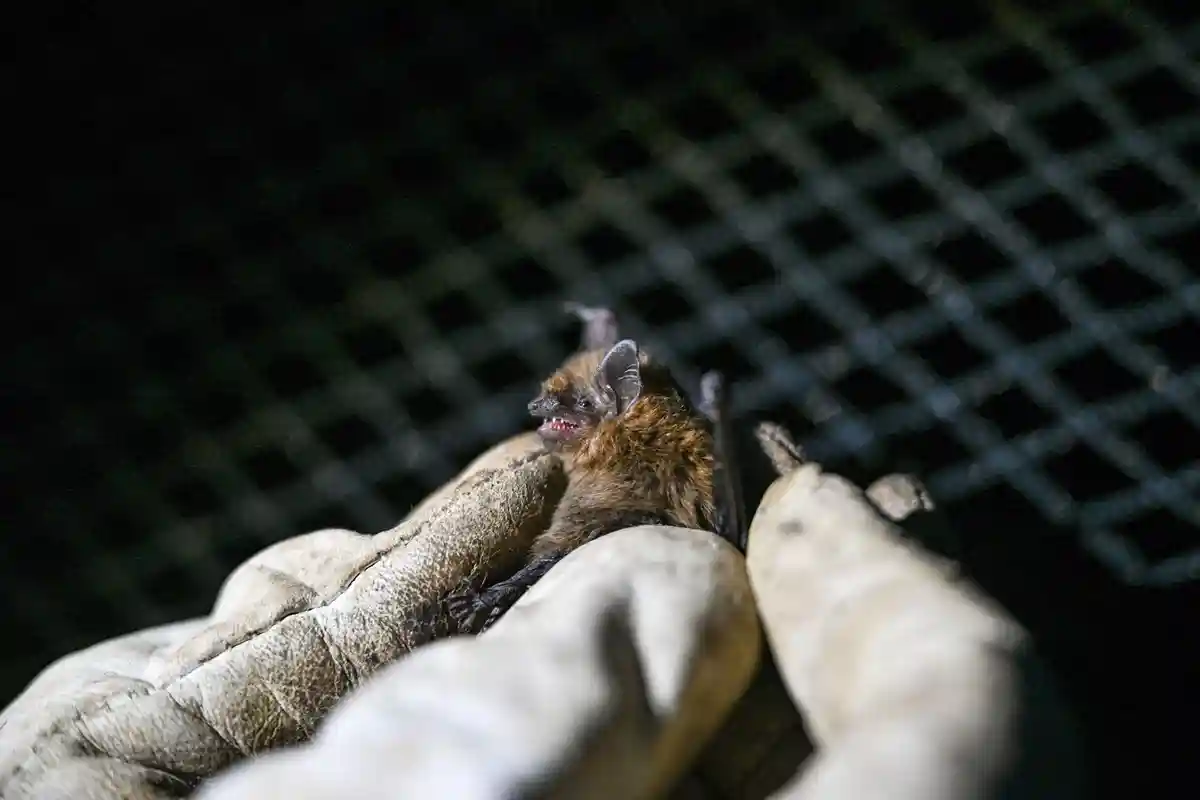 Инвентаризация летучих мышей в Альтдорфском лесу