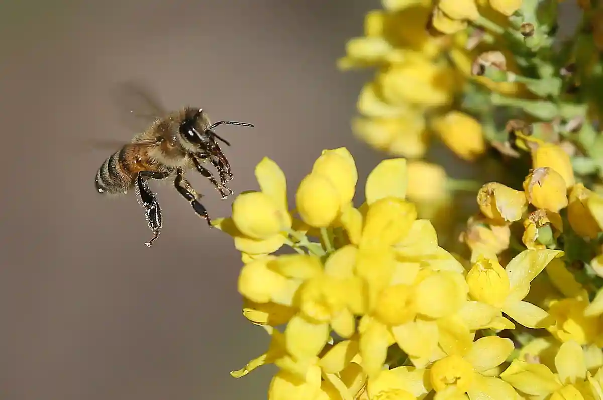 Референдум о защите пчел в Баварии: четыре года спустя