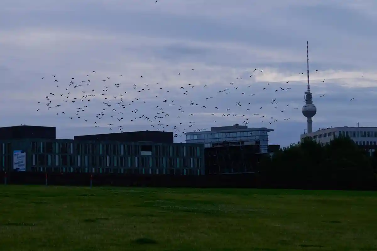 Птичий грипп у двух диких птиц Берлина
