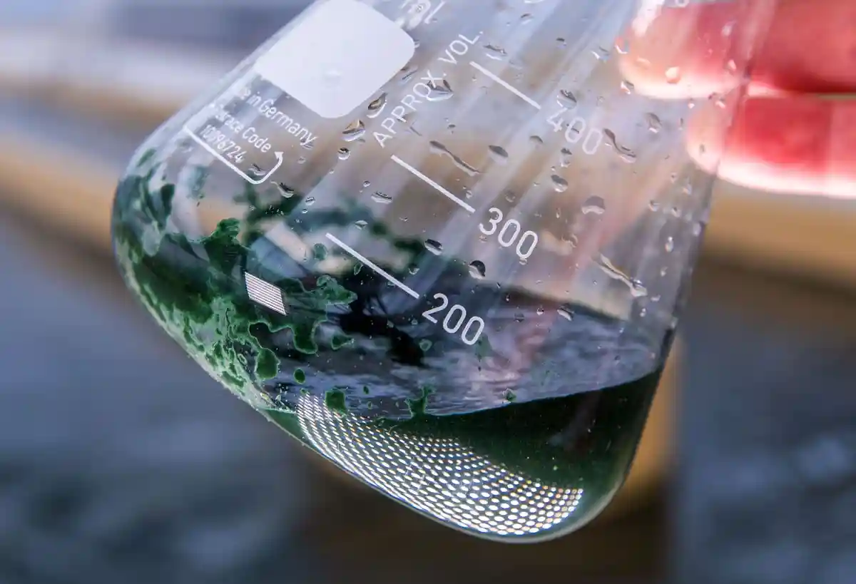 Сине-зеленые водоросли обнаружены в водоемах Лейпцига