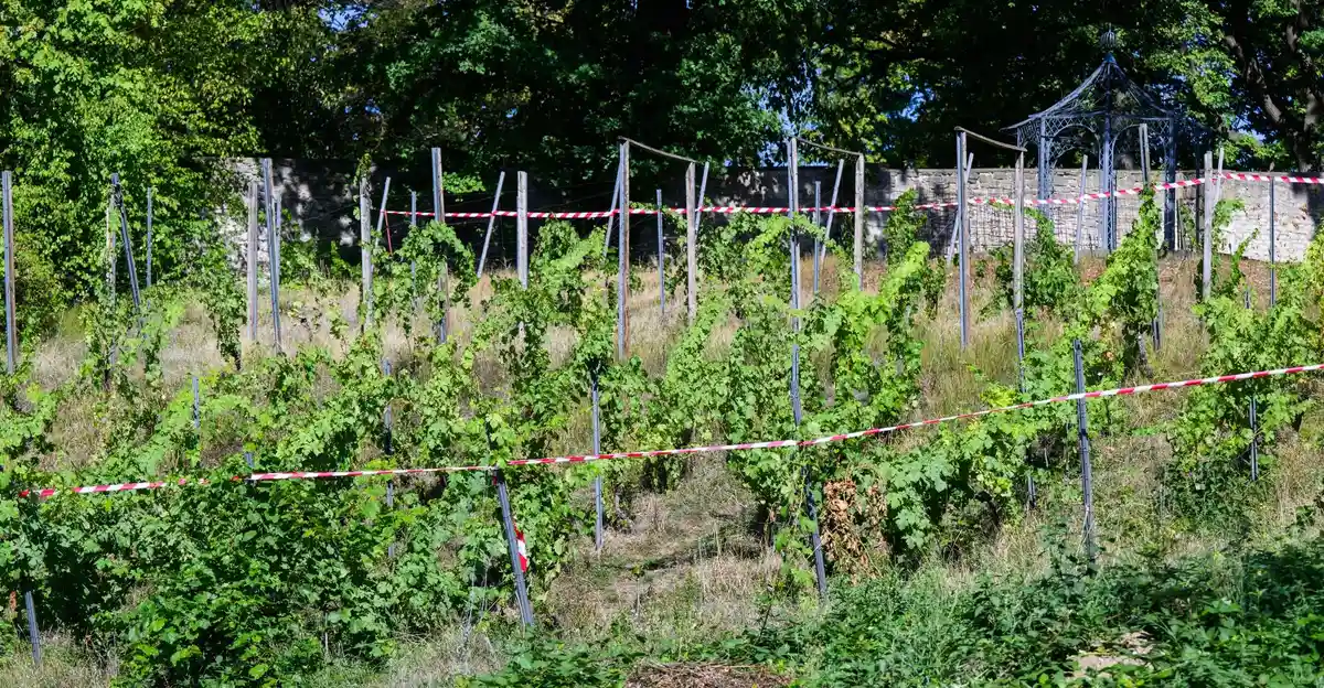Виноградари Нижней Саксонии ждут солнечный август