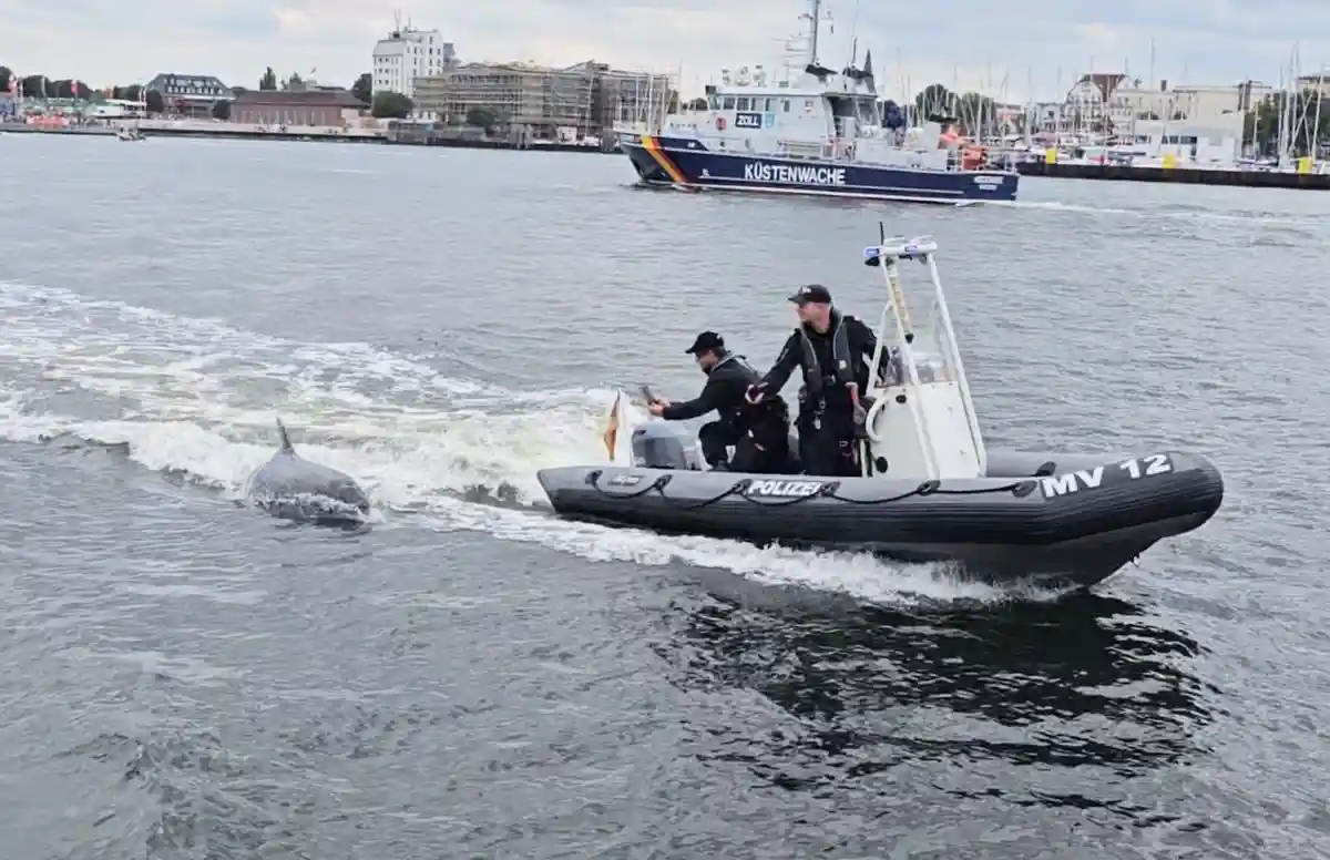 Дельфин у берегов Ростока сопроводил полицейский катер