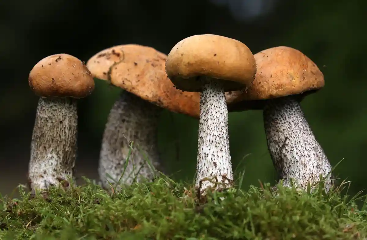 Богатый грибной сезон в Мекленбург-Передняя Померания