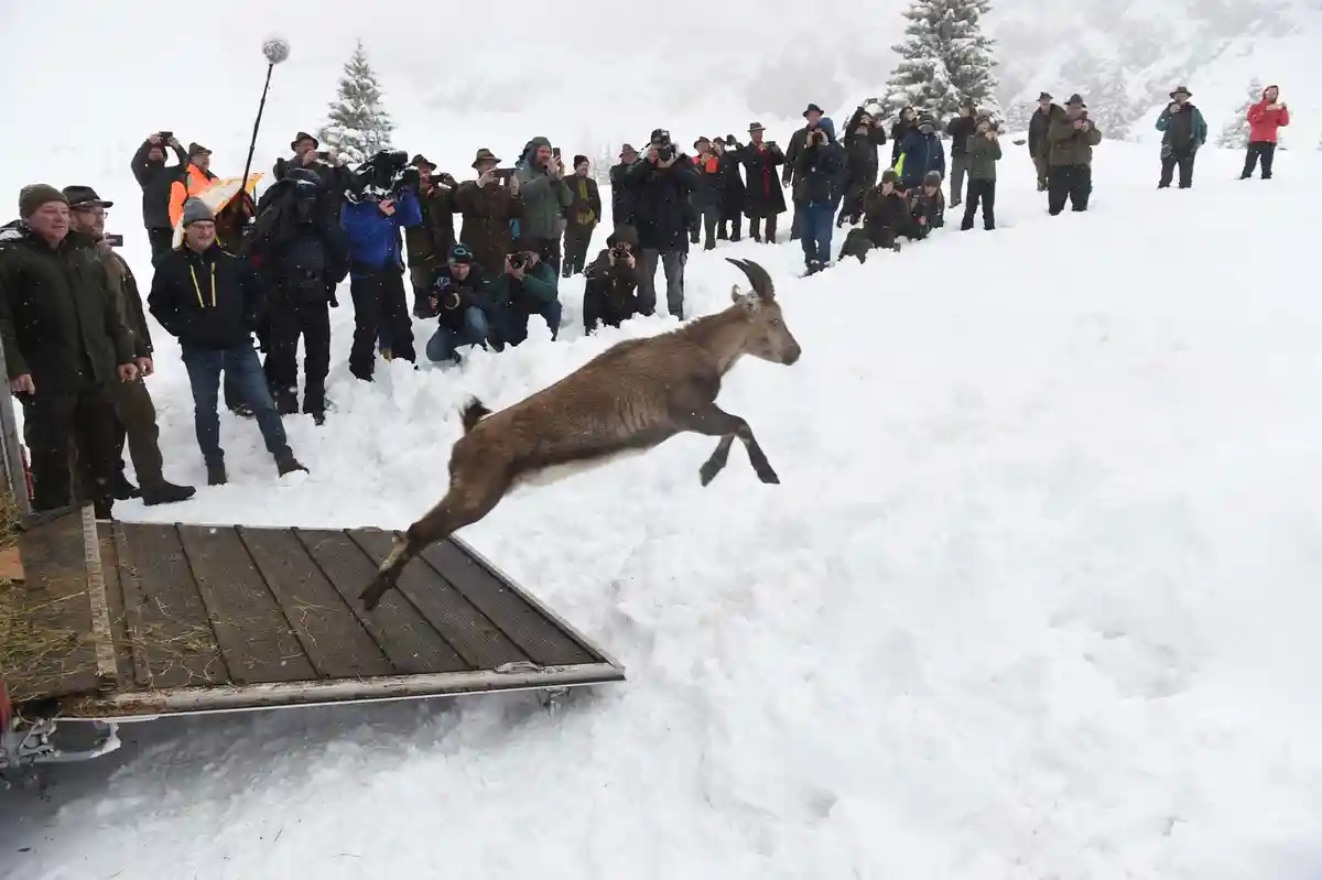 Весна 2023 г. - выпуск швейцарских горных козлов в дикую природу
