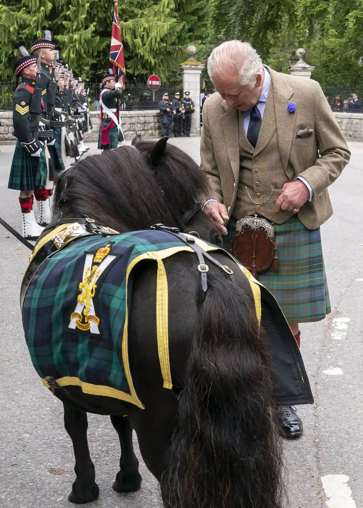 Король Чарльз с шетландским пони