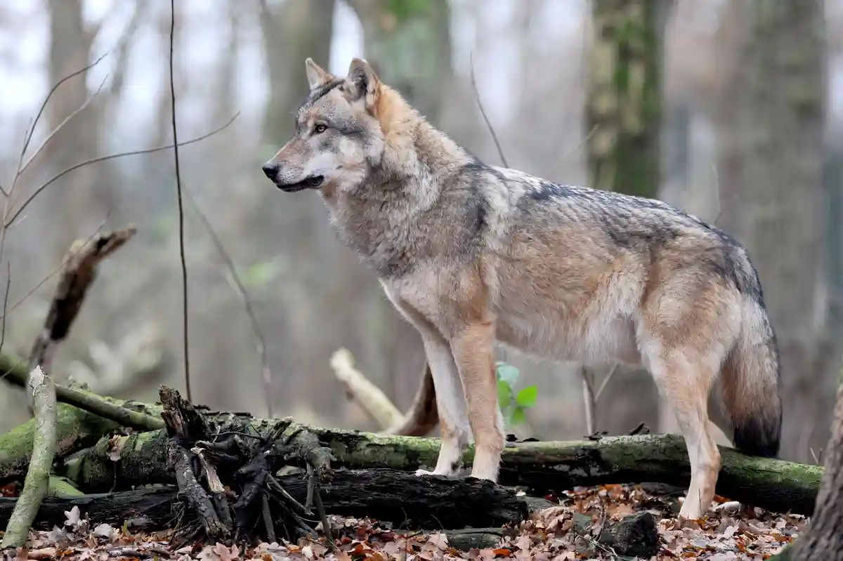 Волк из Нижней Саксонии убил ягнят в Штемведе