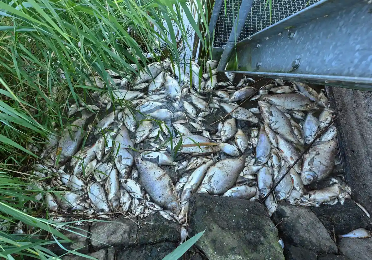 Почему погибла рыба в городском озере Штендаля?