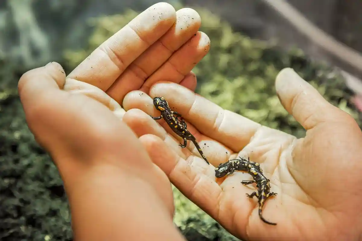Детеныши саламандры спасены после аварии