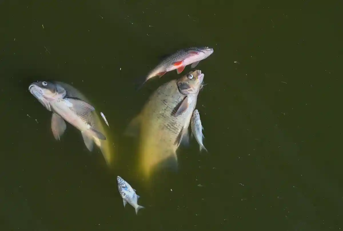 Гибель рыбы в реке Дайсбах : причины не выяснены