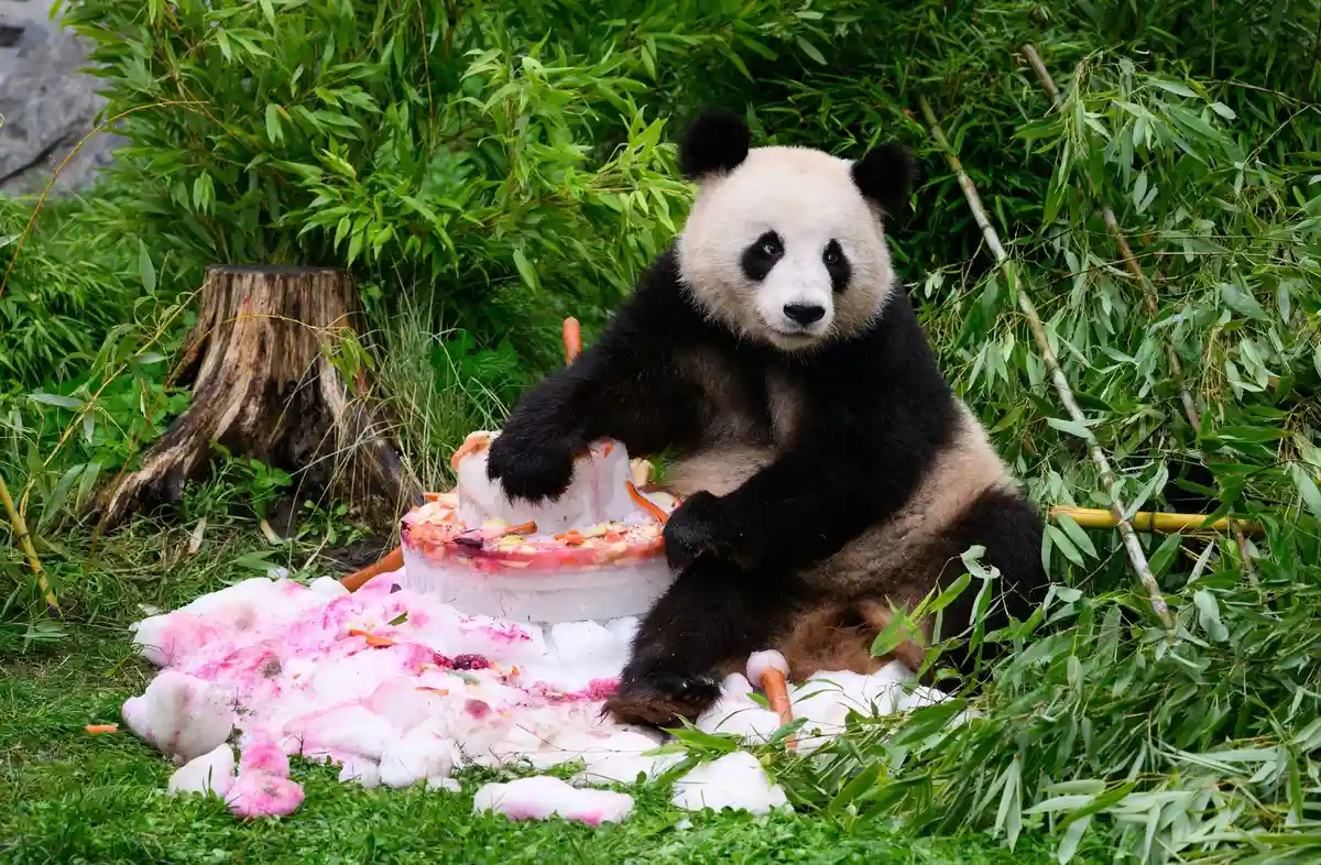 Медведь панда в Берлинском зоопарке
