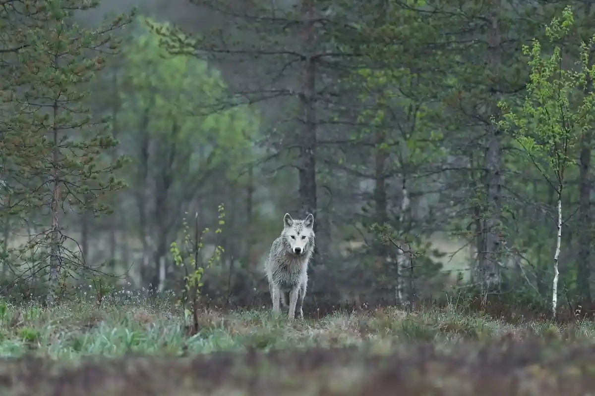 Волк из Нижней Саксонии. Фото:  Hans Veth / unsplash.com