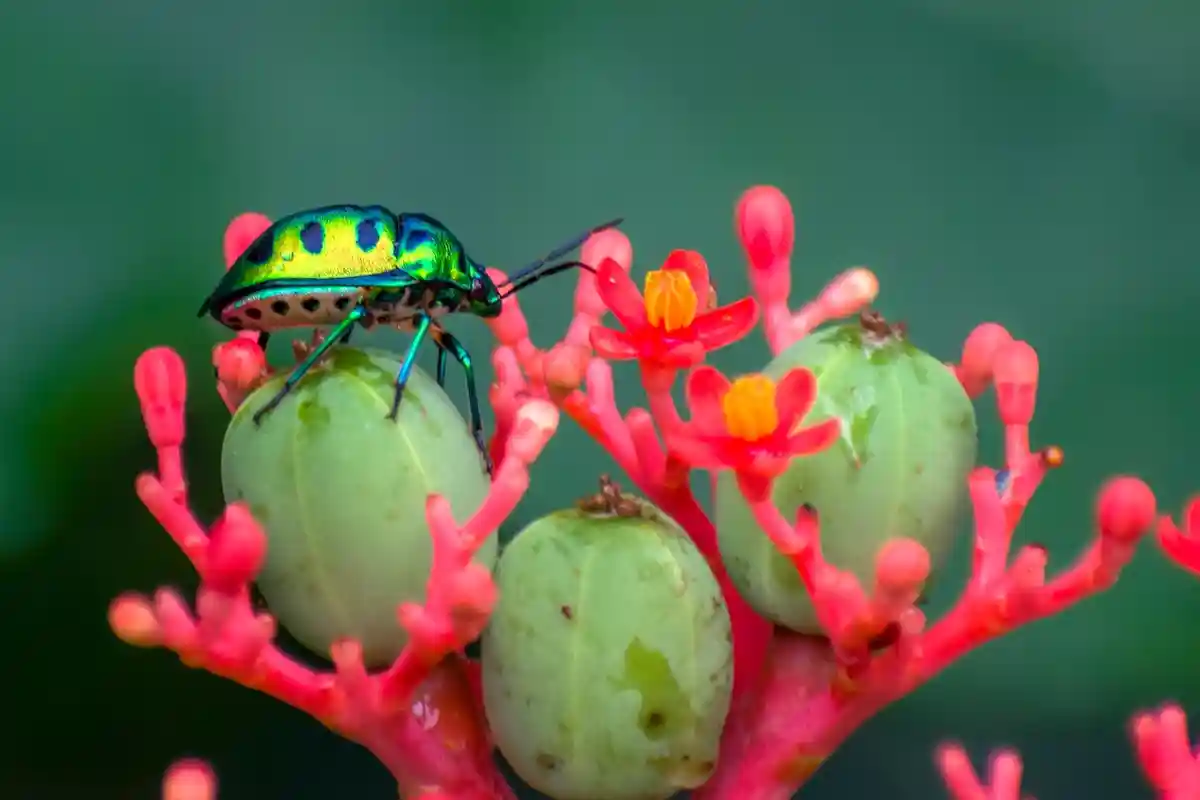 Hannover Adventure Zoo: красота исчезающего мира насекомых