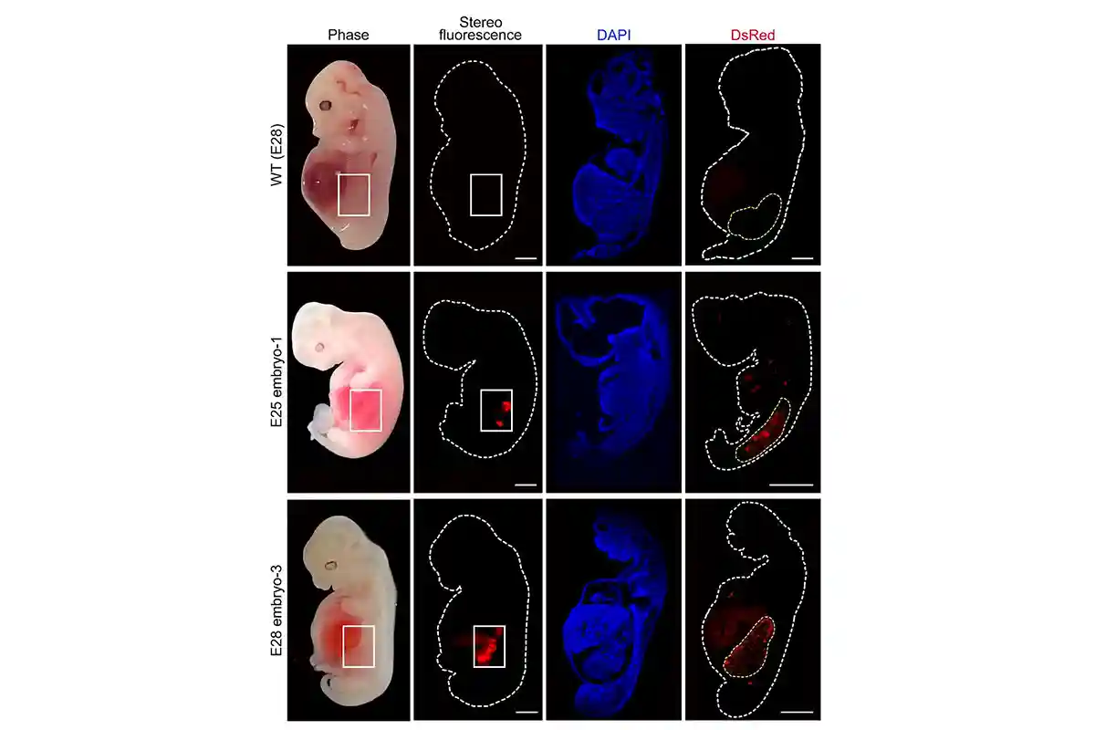 Ученым удалось вырастить в эмбрионе свиньи аналог человеческой почки